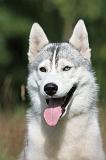 SIBERIAN HUSKY 280